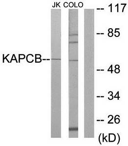 KAPCB antibody