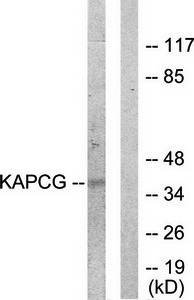 KAPCG antibody
