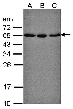 karyopherin alpha 2 antibody
