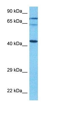KAT1 antibody