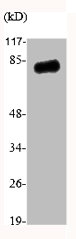 KAT7 antibody