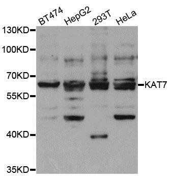 KAT7 antibody