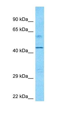 KAT8 antibody