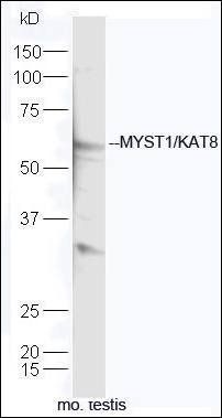 KAT8 antibody