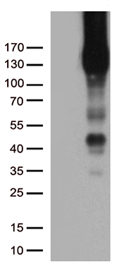 katanin p80 (KATNB1) antibody