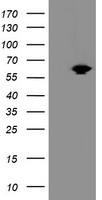 katanin p80 Antibody