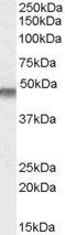KCNJ11 antibody