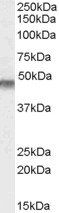 Goat anti-KCNJ11 / KATP / Antibody