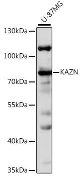 KAZN antibody
