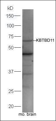 KBTBD11 antibody