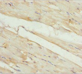 KBTBD3 Antibody