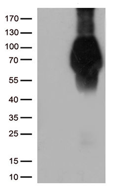 KBTBD4 antibody