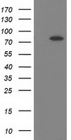 KBTBD7 antibody