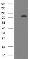 KBTBD7 Antibody