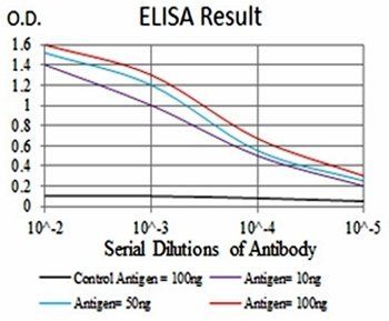 KBTBD8 Antibody