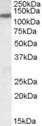 Goat anti-KCC3 / SLC12A6 Antibody