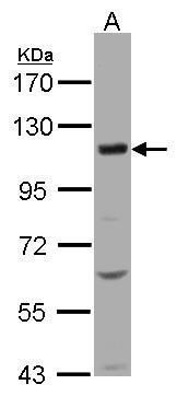 KCC4 antibody