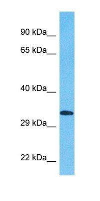 KCD15 antibody
