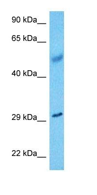 KCIP2 antibody