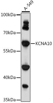 KCNA10 antibody