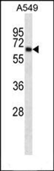 KCNA3 antibody