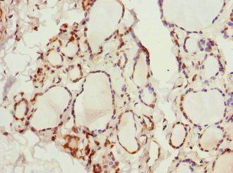 KCNA3 Antibody