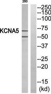 KCNA5 antibody