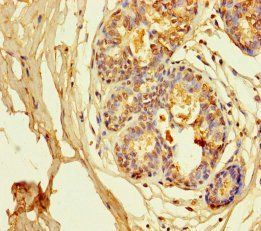 KCNA6 antibody