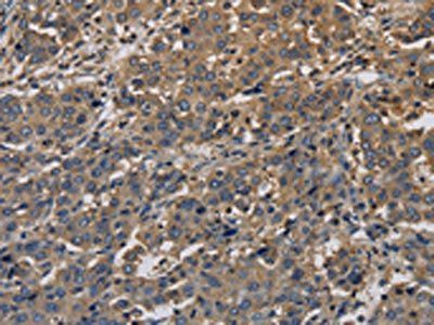 KCNA7 Antibody