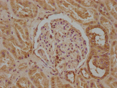 KCNA7 antibody