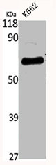 KCNC1 antibody