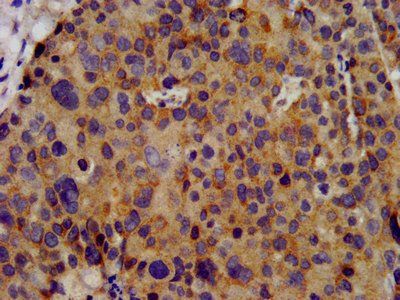 KCNC3 Antibody