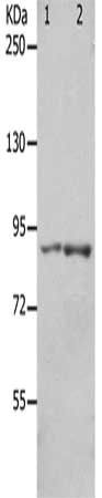KCNC3 antibody