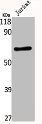 KCNC4 Antibody
