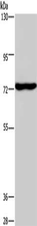 KCND1 antibody