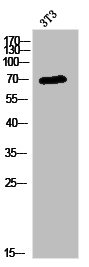 KCND1 antibody