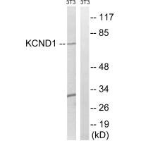KCND1 antibody
