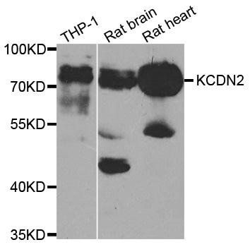 KCND2 antibody