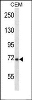 KCND3 antibody
