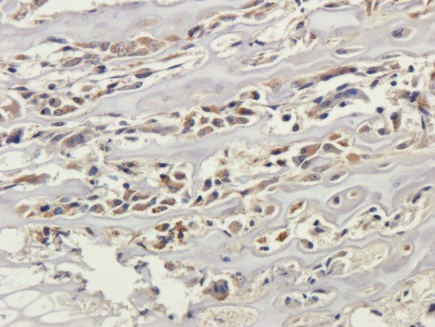 KCND3 antibody