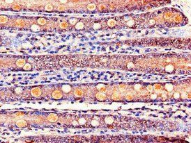 KCNE1 antibody