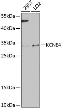KCNE4 antibody