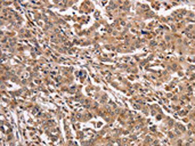 KCNG2 Antibody