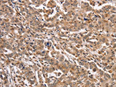 KCNG2 antibody