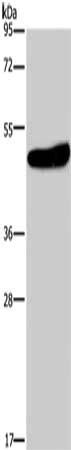 KCNG2 antibody