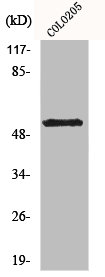 KCNG2 antibody