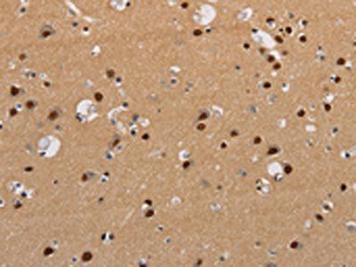KCNG4 Antibody