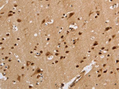 KCNG4 Antibody