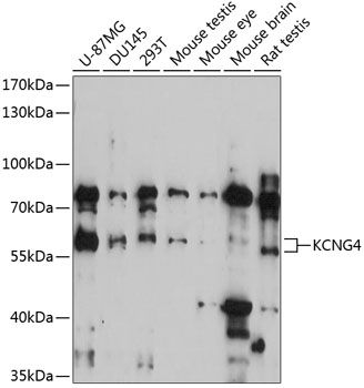 KCNG4 antibody