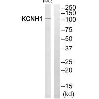 KCNH1 antibody
